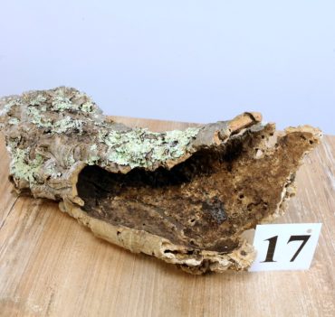 Natural terrarium decor Oak Cork Bark Perfect for Vivarium, large cork no 17