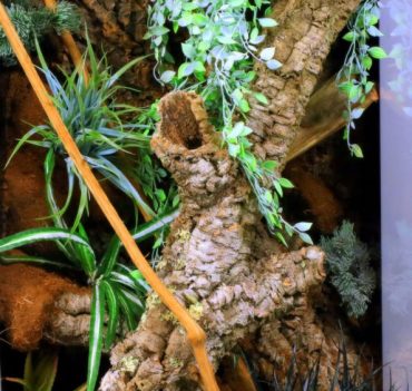 Extra large Glass Reptile Terrarium, Paludarium Vivarium 60 x 60 x 120 cm with decoration