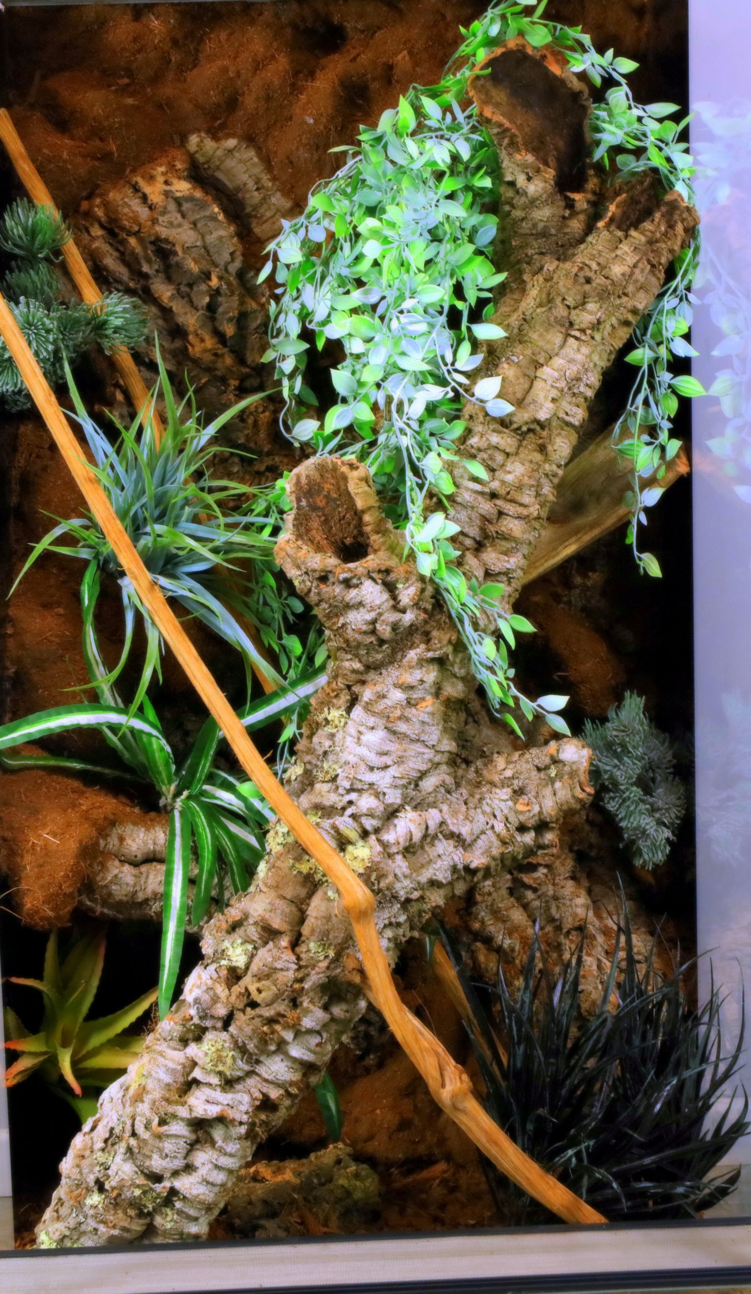 Extra large Glass Terrarium, vivarium with decorations 60 x 60 x 120 cm - Image 2